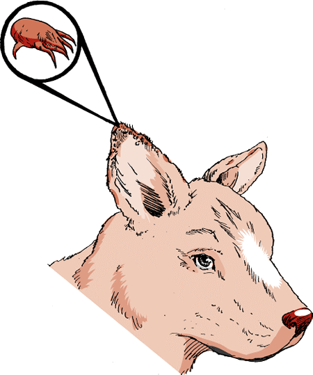 alt text goes here