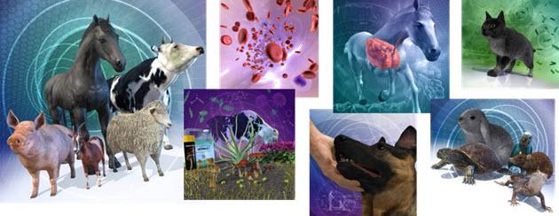vet-topic-banner