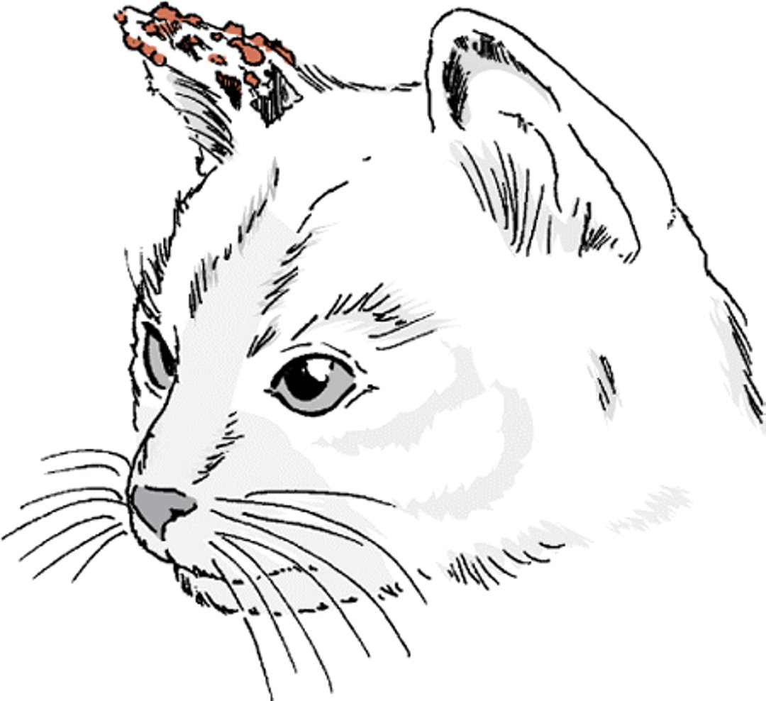Squamous cell carcinoma, cat